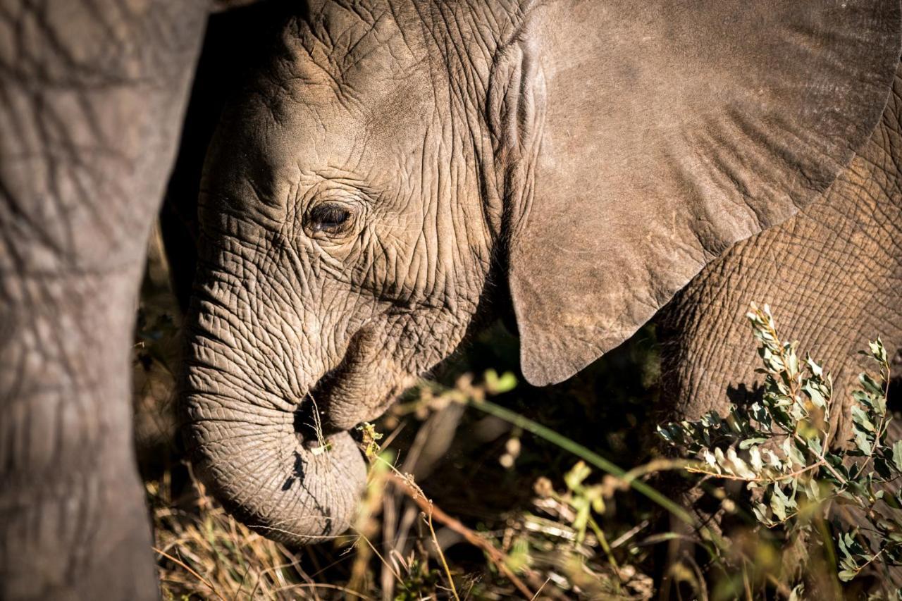 Nkuhlu Tented Camp 스쿠쿠자 외부 사진