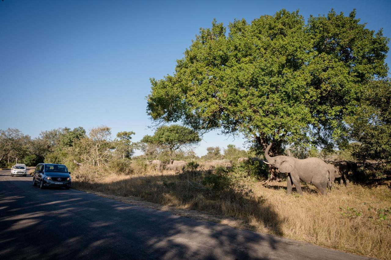Nkuhlu Tented Camp 스쿠쿠자 외부 사진