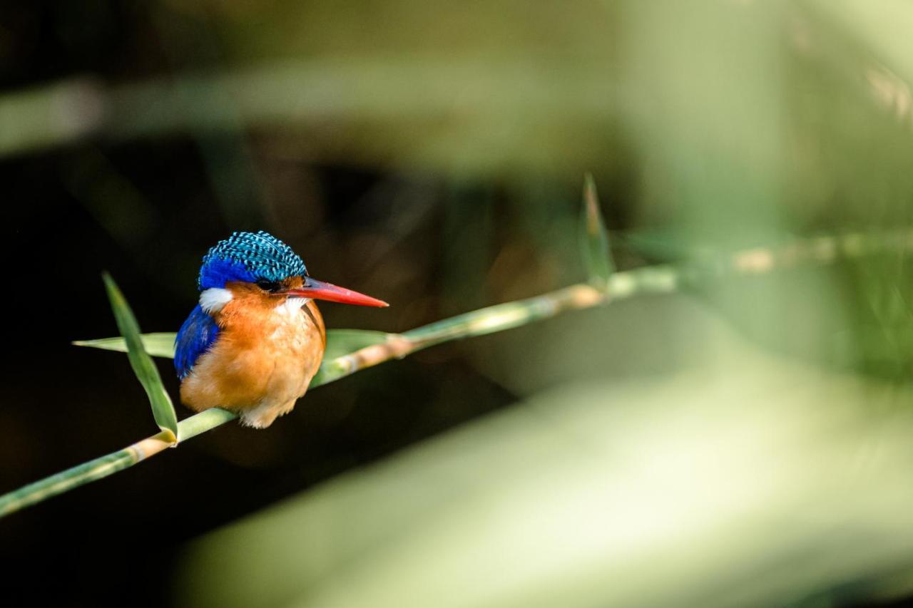 Nkuhlu Tented Camp 스쿠쿠자 외부 사진