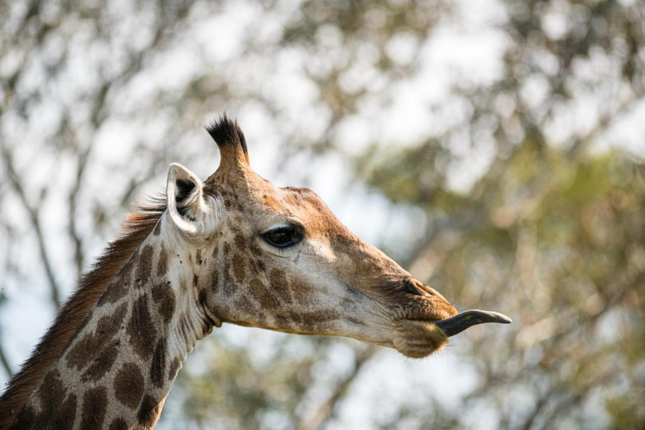 Nkuhlu Tented Camp 스쿠쿠자 외부 사진