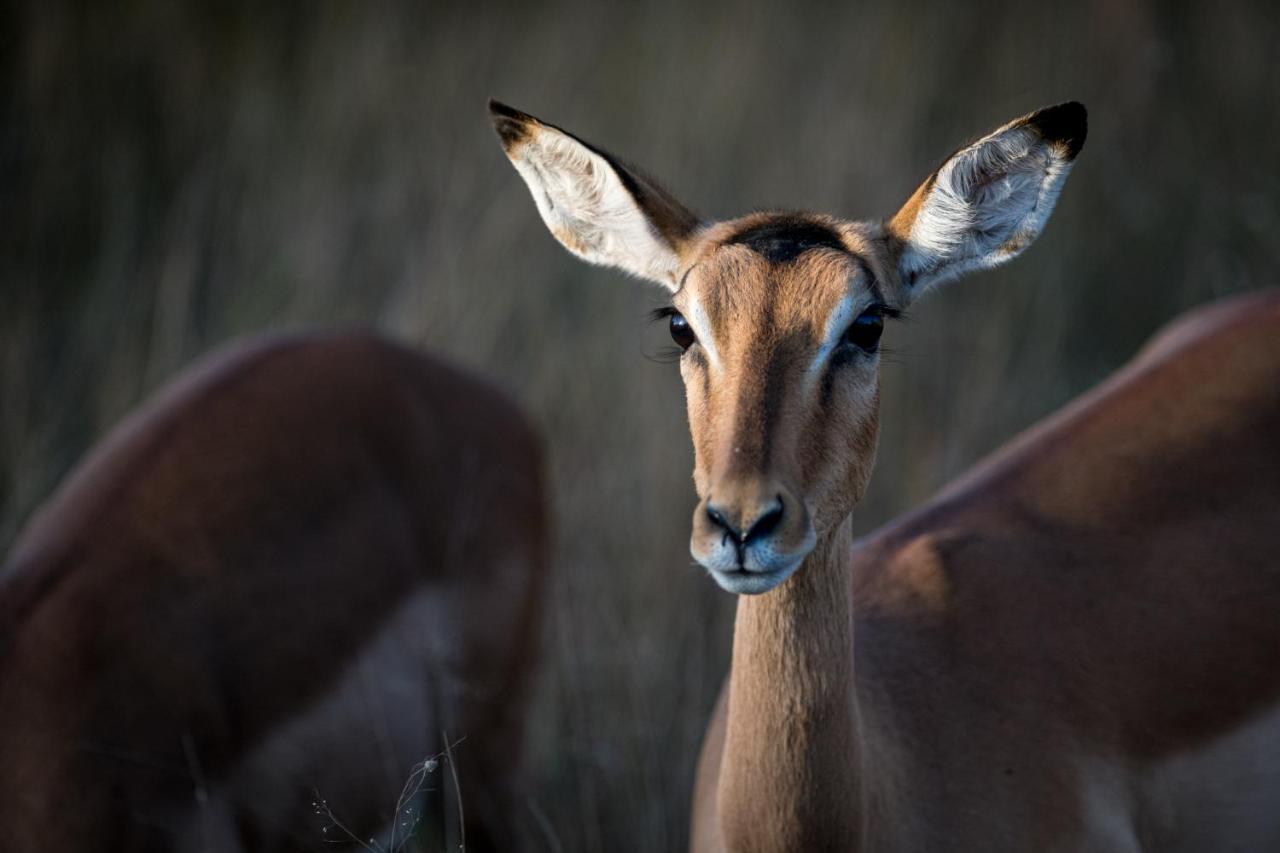 Nkuhlu Tented Camp 스쿠쿠자 외부 사진