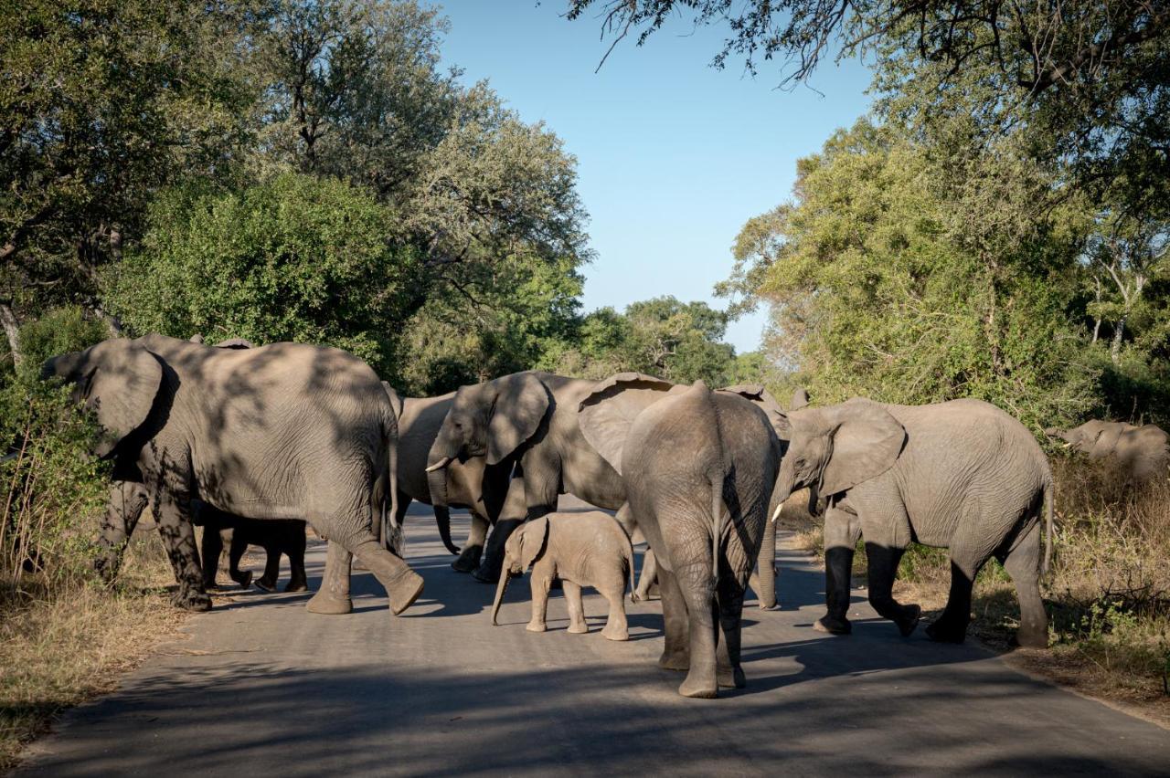 Nkuhlu Tented Camp 스쿠쿠자 외부 사진