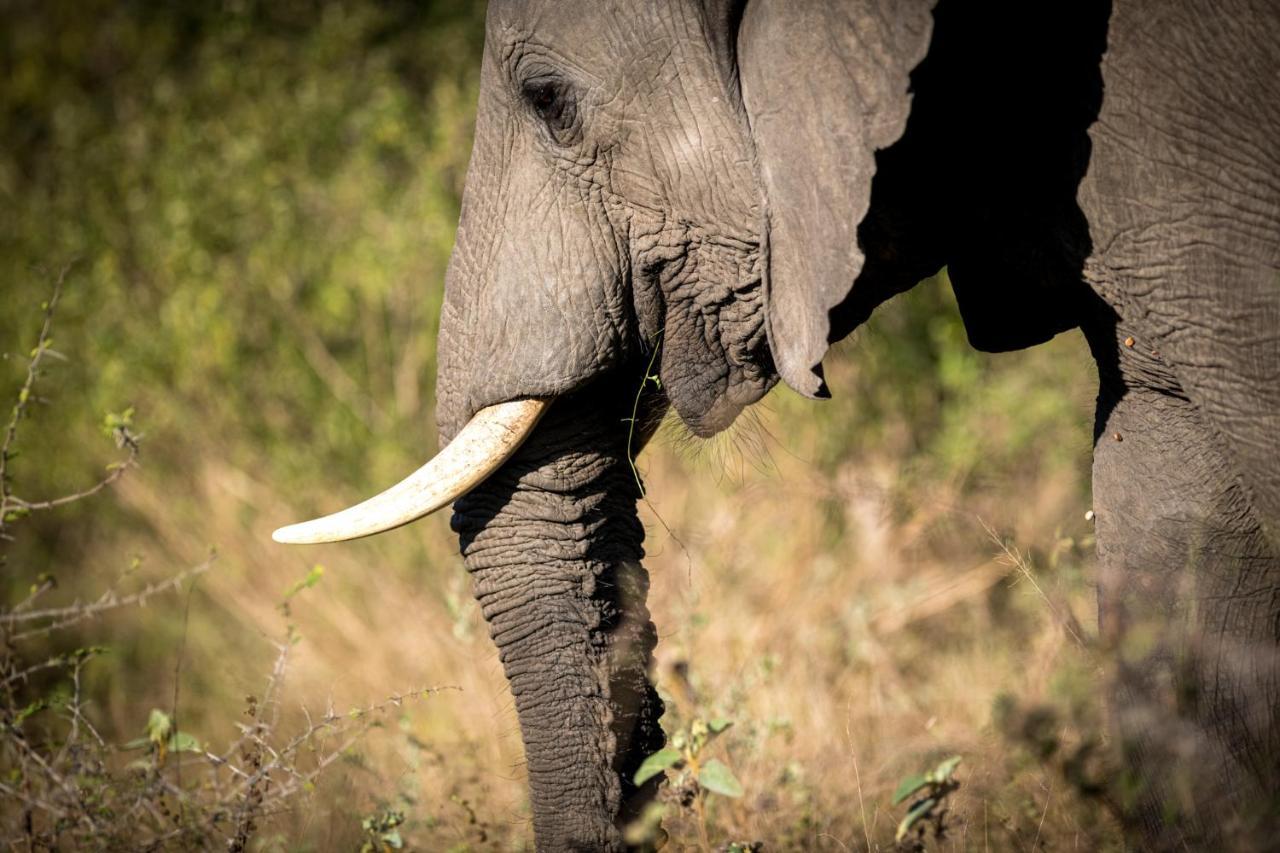 Nkuhlu Tented Camp 스쿠쿠자 외부 사진