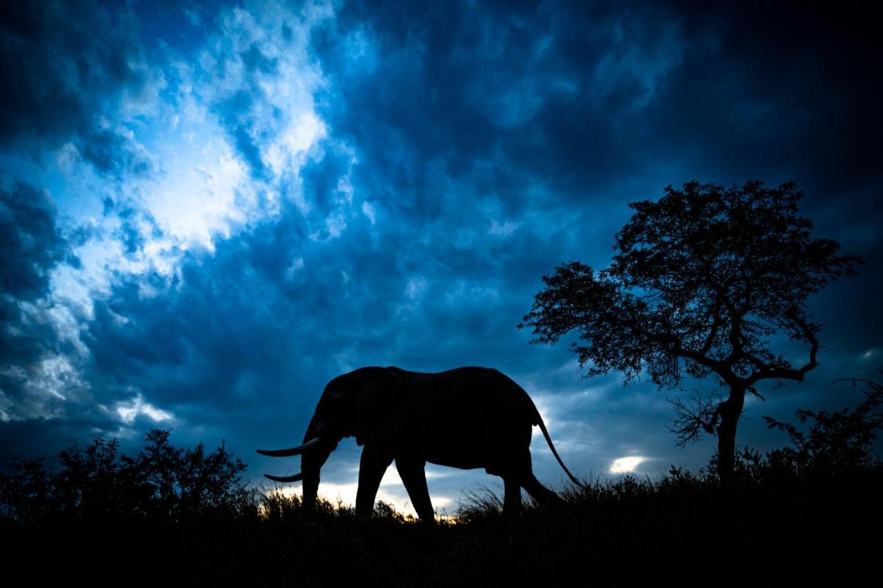 Nkuhlu Tented Camp 스쿠쿠자 외부 사진
