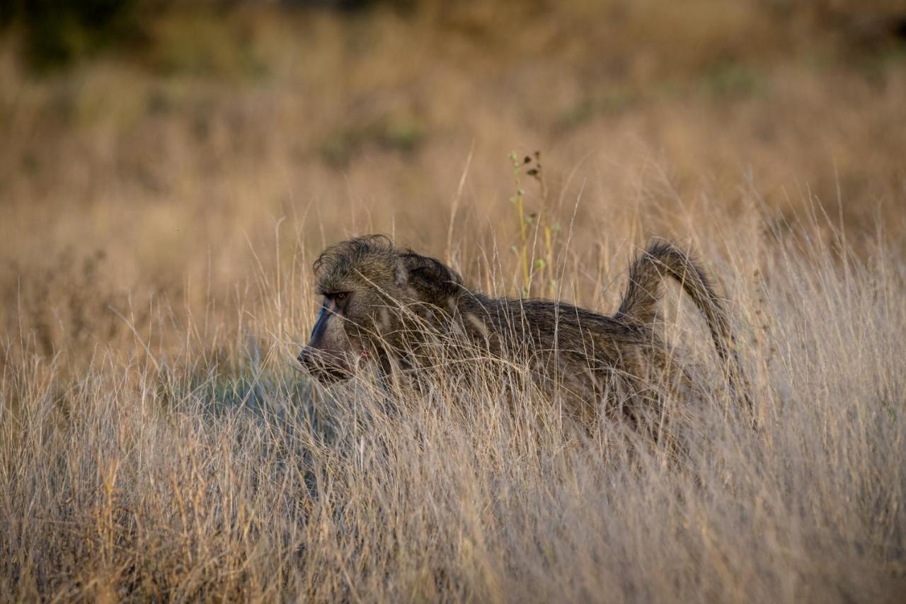 Nkuhlu Tented Camp 스쿠쿠자 외부 사진