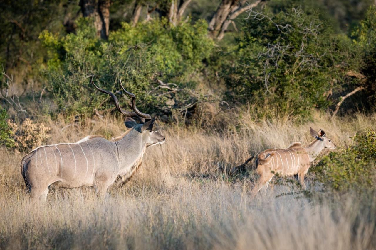 Nkuhlu Tented Camp 스쿠쿠자 외부 사진