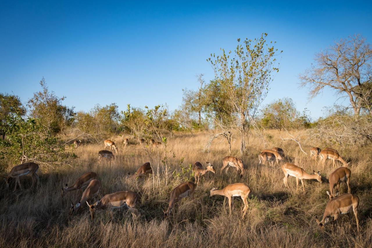 Nkuhlu Tented Camp 스쿠쿠자 외부 사진