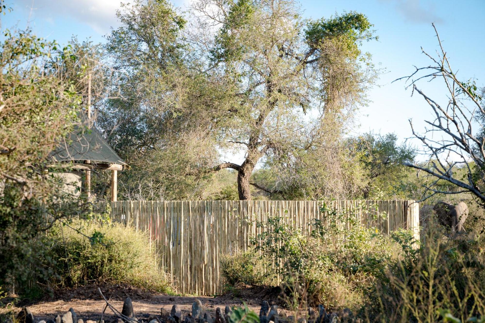 Nkuhlu Tented Camp 스쿠쿠자 외부 사진
