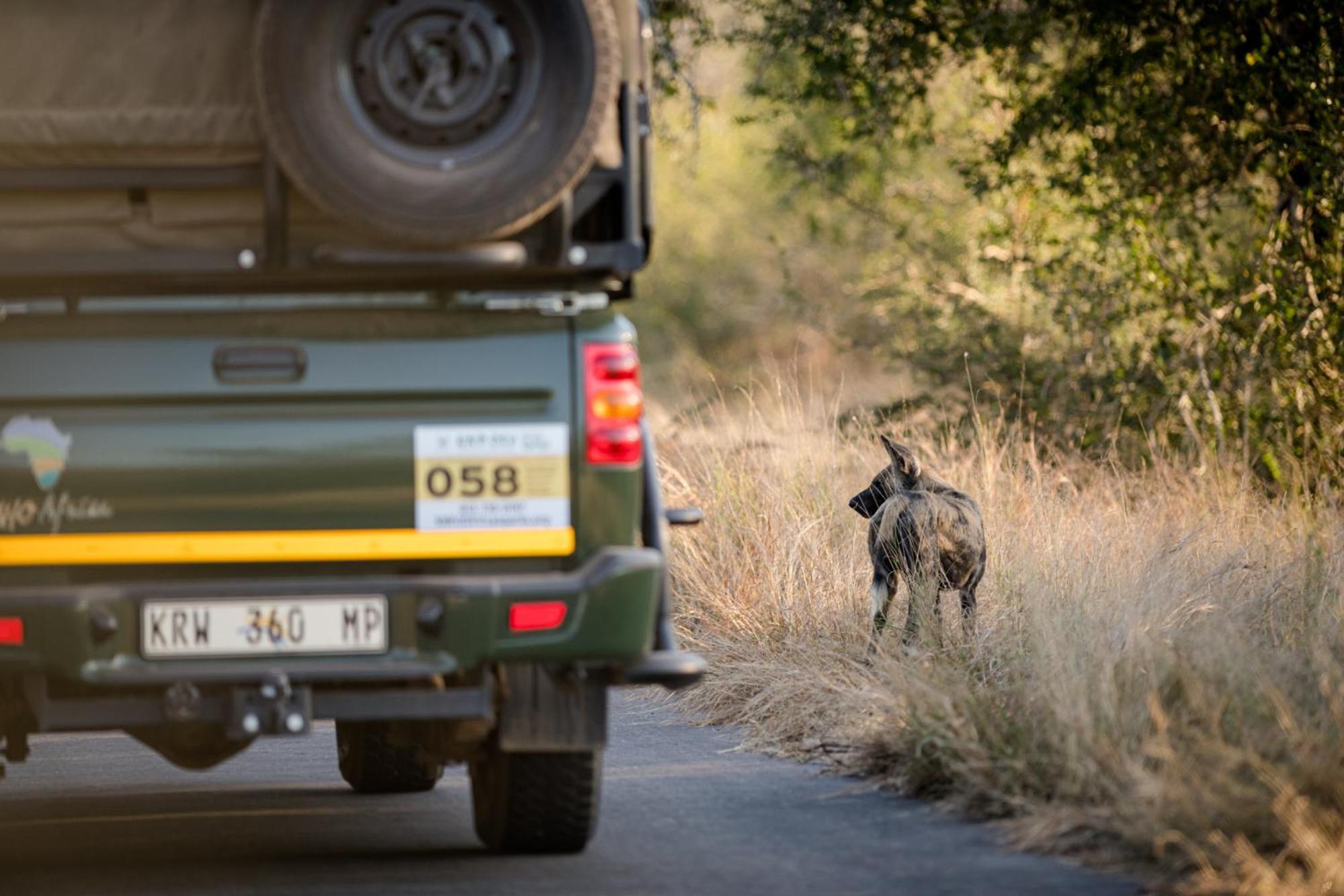 Nkuhlu Tented Camp 스쿠쿠자 외부 사진